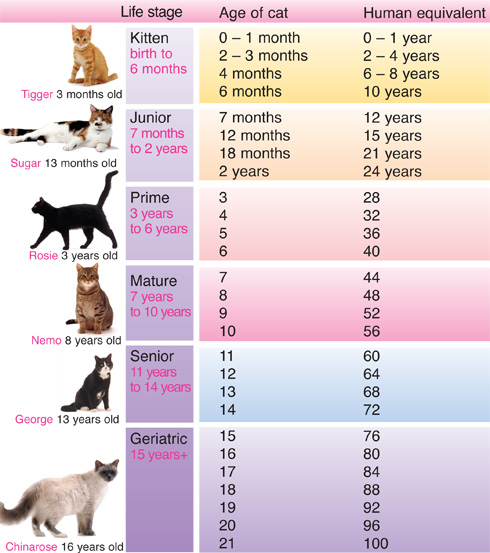 how many years are cats in human years
