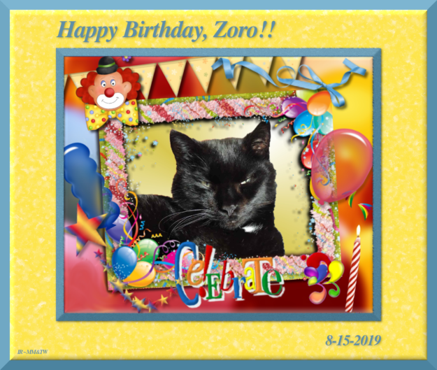 Joyeux Anniversaire Zorro The Swiss Cats